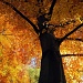 Autumn in Munich by dakotakid35