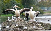 6th Nov 2011 - My wings are bigger than your wings!