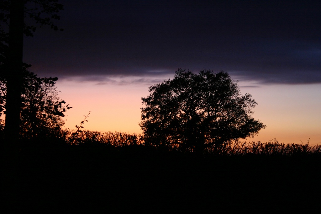 Oak Silhouette by shepherdman