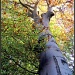 Autumnal tree by sarahhorsfall