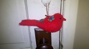 5th Nov 2011 - Little Red Bird