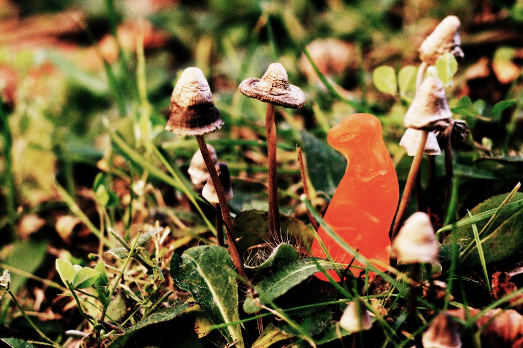 Teeny tiny mushrooms. by jgoldrup