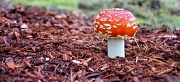 6th Nov 2011 - Red Mushroom