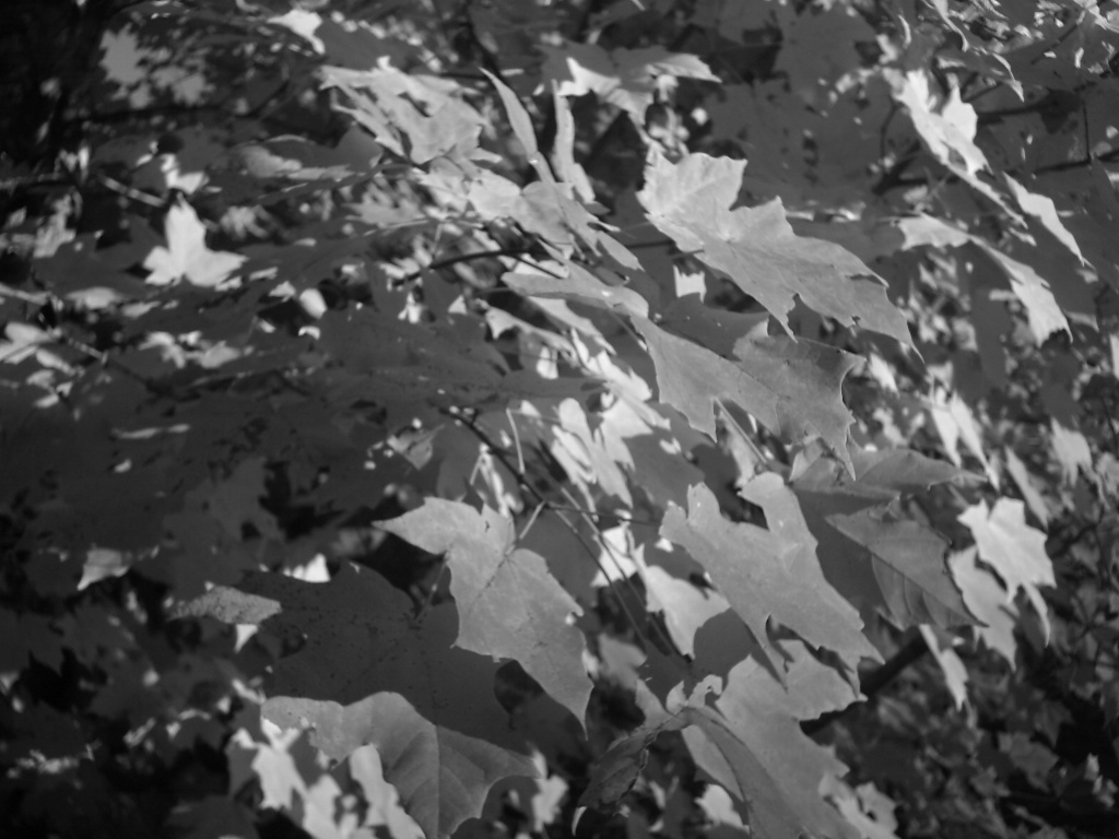 Black and White Maple Leaves 11.6.11 by sfeldphotos