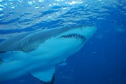 5th Nov 2011 - Blacktip Shark
