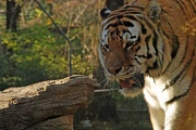 6th Nov 2011 - Tiger at the Zoo