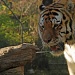 Tiger at the Zoo by graceratliff