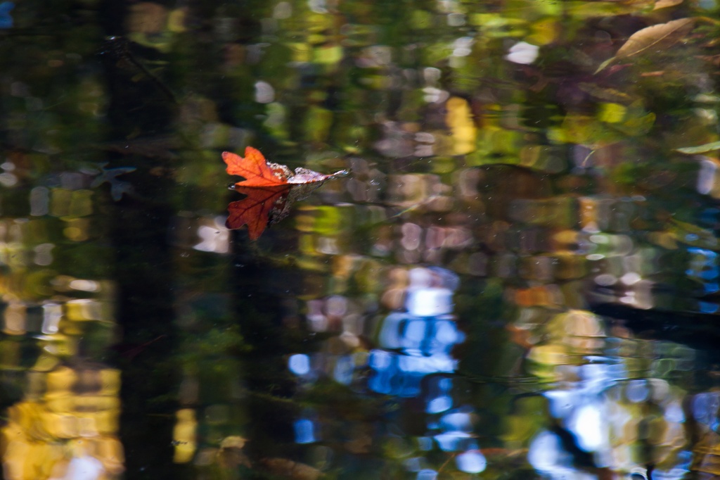 Floating Leaf by jbritt