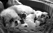 6th Nov 2011 - Fleur and the babies - Day 17