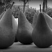 Pears by nicolecampbell