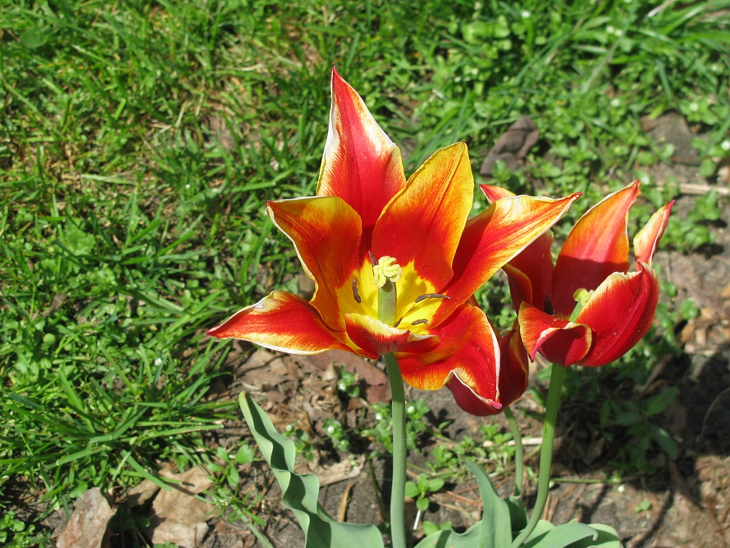 tulip by rrt