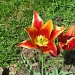tulip by rrt
