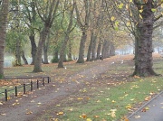 7th Nov 2011 - Autumn Walk