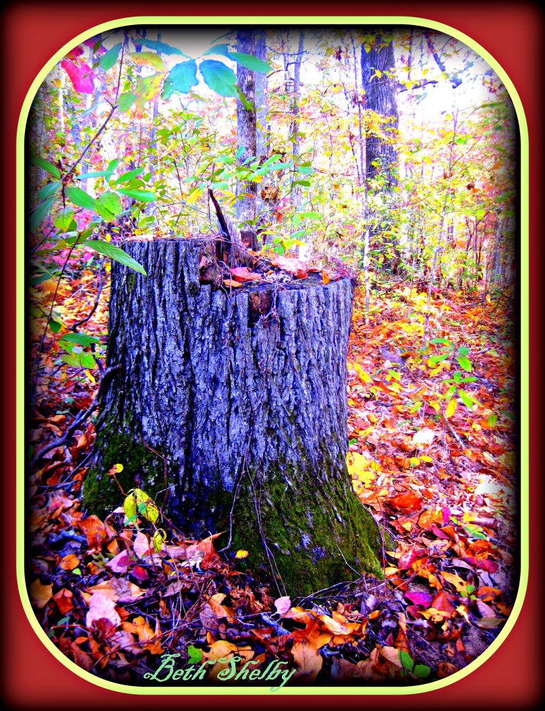 Mossy stump by vernabeth