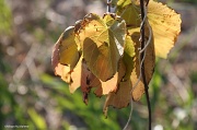 7th Nov 2011 - Wild Grapes 