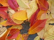 7th Nov 2011 - blazing leaves