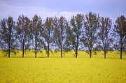 9th May 2010 - Golden Fields