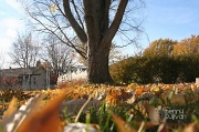 4th Nov 2011 - Leaf's Eye View! 308_57_2011 