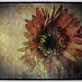Wallflower by pixelchix
