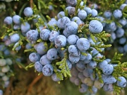 6th Nov 2011 - Berries