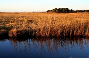 7th Nov 2011 - Marsh Reflections