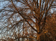 8th Nov 2011 - My mighty pin oak tree