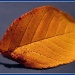 Autumnal leaf by sarahhorsfall
