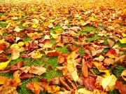9th Nov 2011 - Autumn Leaves