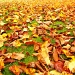 Autumn Leaves by filsie65