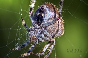 2nd Nov 2011 - arachnophobia! 
