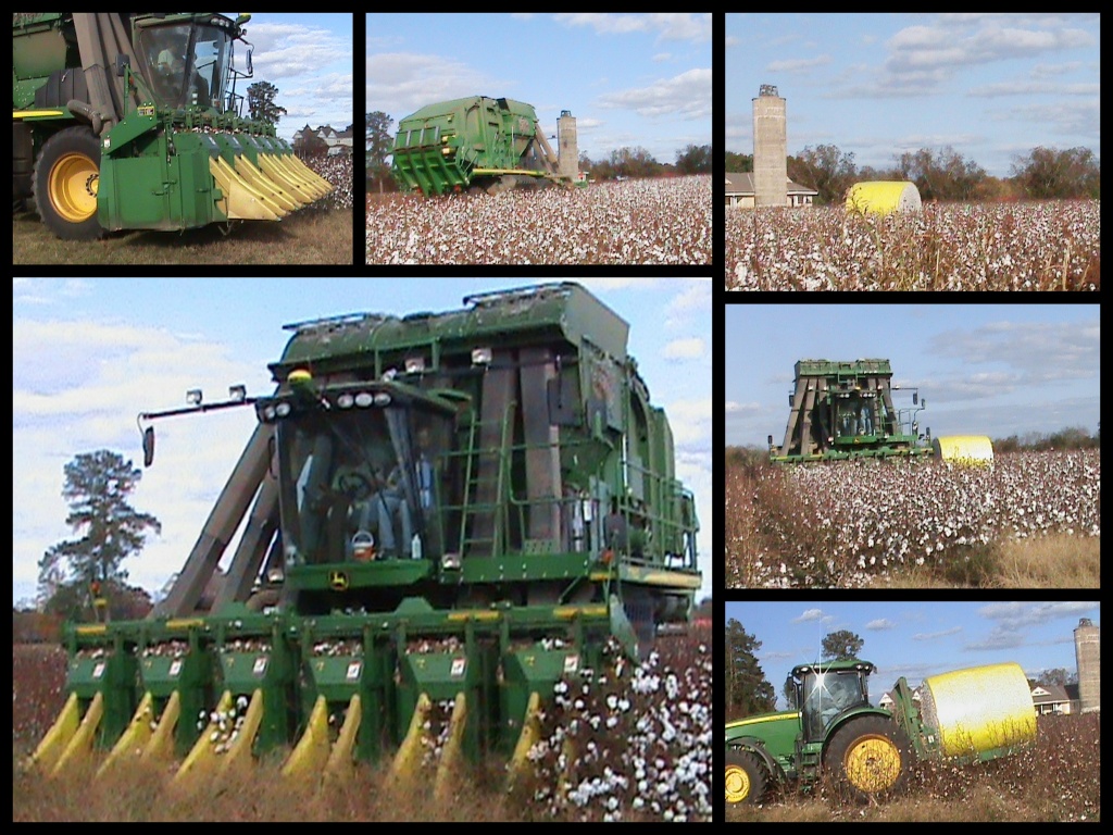 Cotton Harvest by grammyn