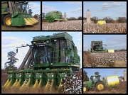 8th Nov 2011 - Cotton Harvest
