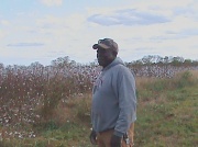 8th Nov 2011 - Cotton Picker