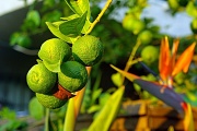 31st Oct 2011 - Lime Bunch