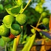 Lime Bunch by cjphoto