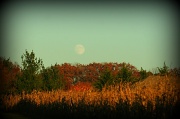 9th Nov 2011 - The Moon