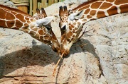8th Nov 2011 - ♥ Giraffes
