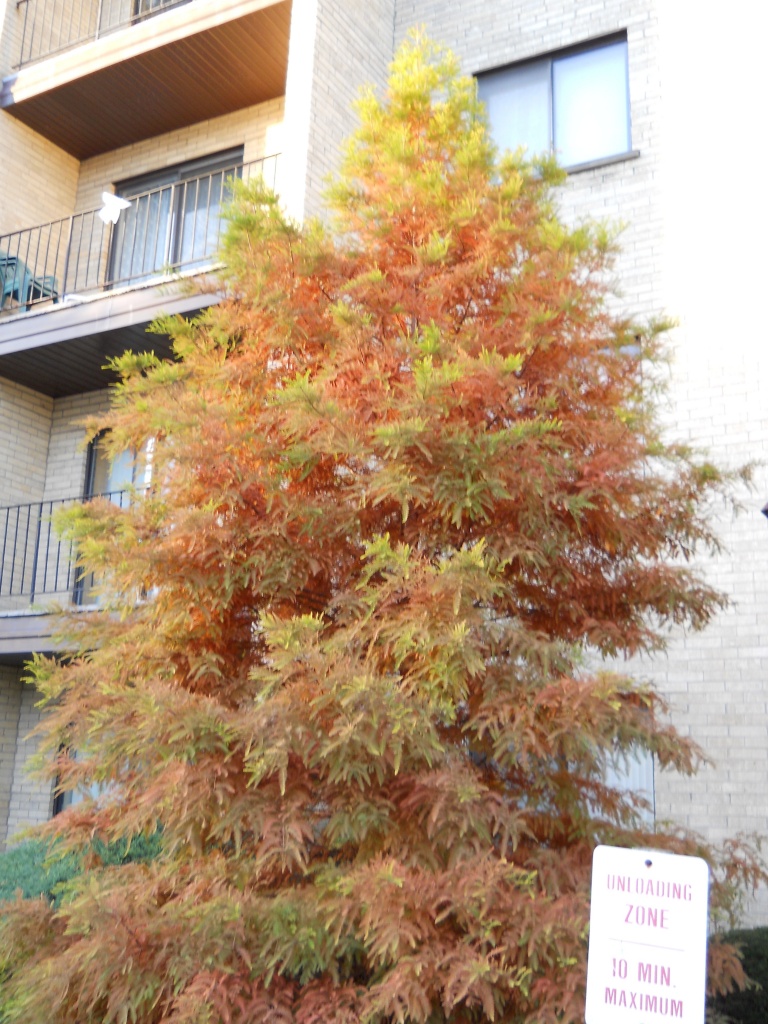 Tree in front of my building by kchuk