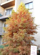 28th Oct 2011 - Tree in front of my building