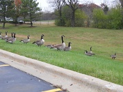 7th Nov 2011 - Canada geese