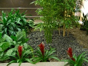 31st Oct 2011 - Bromeliads and bamboo in the lobby at work