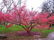 8th Nov 2011 - Autumn's cherry blossoms. 
