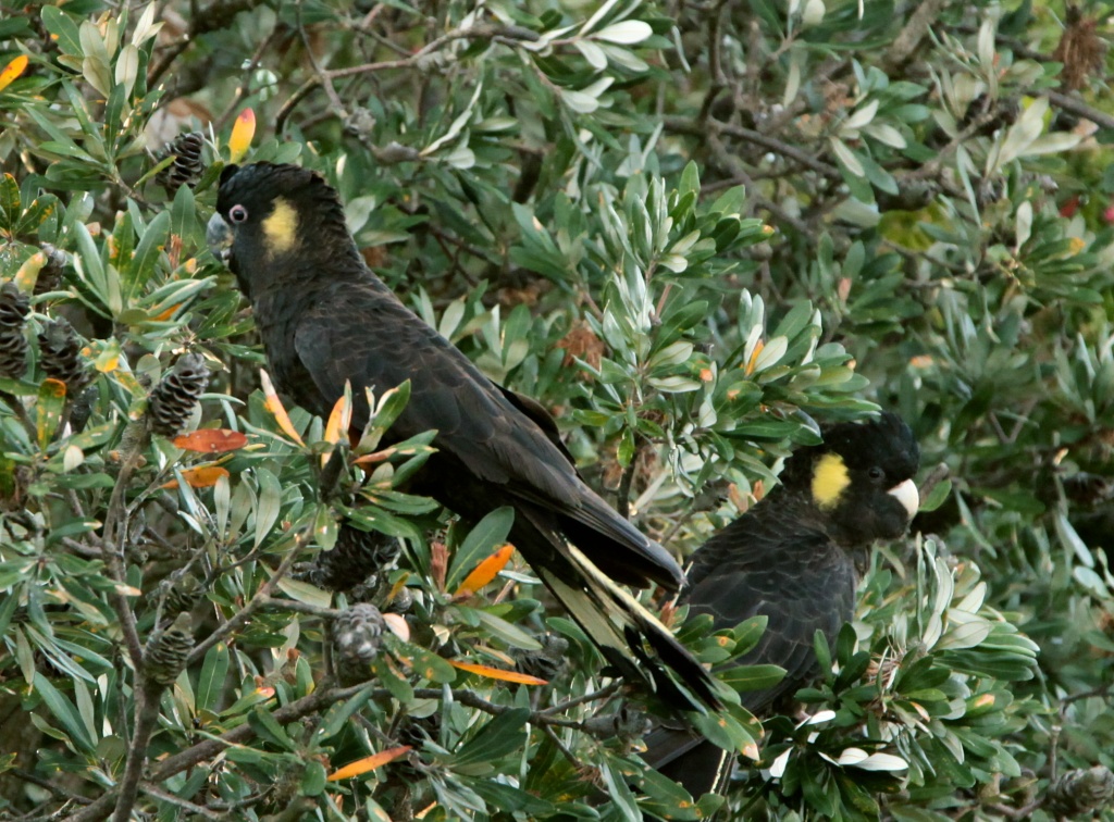 Yellow Tailed Black cockatoo - interrupting dinner service with their appearance by lbmcshutter