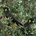 Yellow Tailed Black cockatoo - interrupting dinner service with their appearance by lbmcshutter
