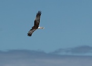 9th Nov 2011 - Swamp Harrier (I think), I love watching these powerful birds soar and hover, riding the air currents