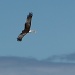 Swamp Harrier (I think), I love watching these powerful birds soar and hover, riding the air currents by lbmcshutter