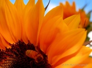 6th Nov 2011 - Sun Bee