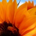 Sun Bee by flygirl
