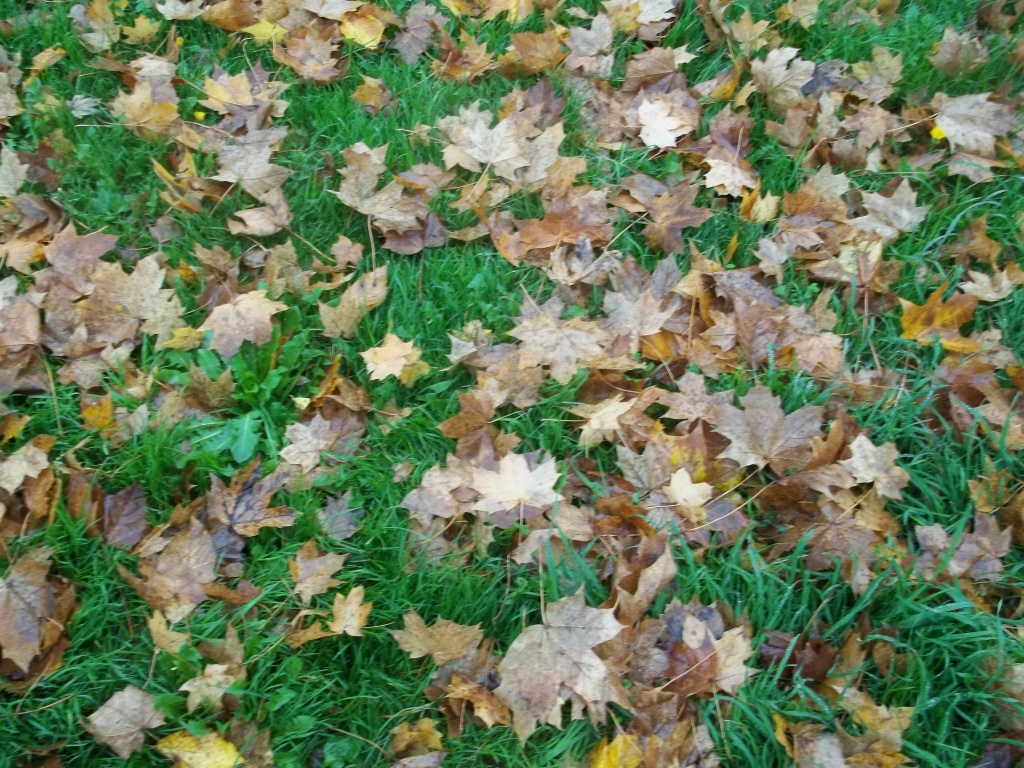 Autumn's confetti by rosbush