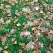 Autumn's confetti by rosbush